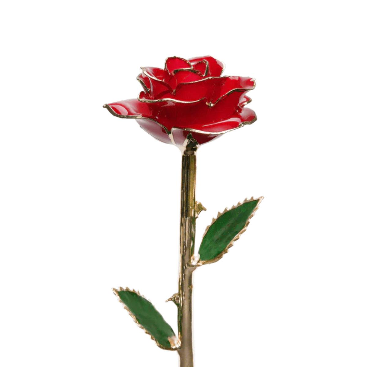 Red rose with a gold stem on a white background