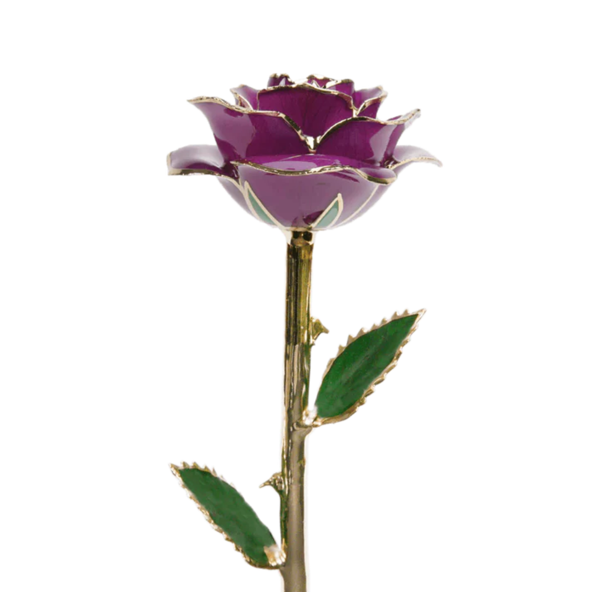 Purple rose with gold stem on a white background
