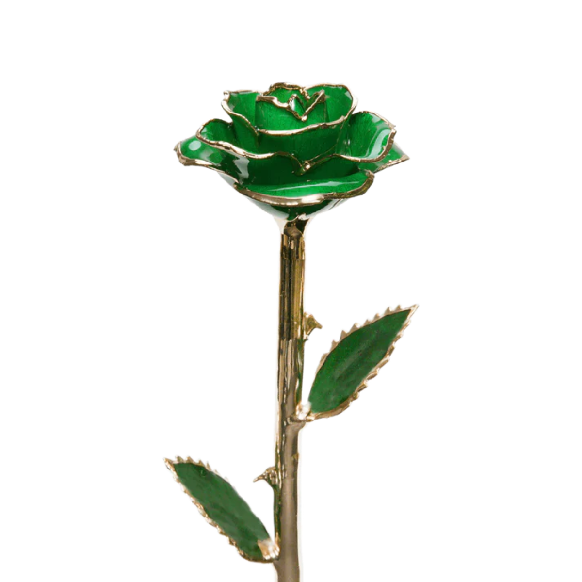 Green rose with gold stem on a white background