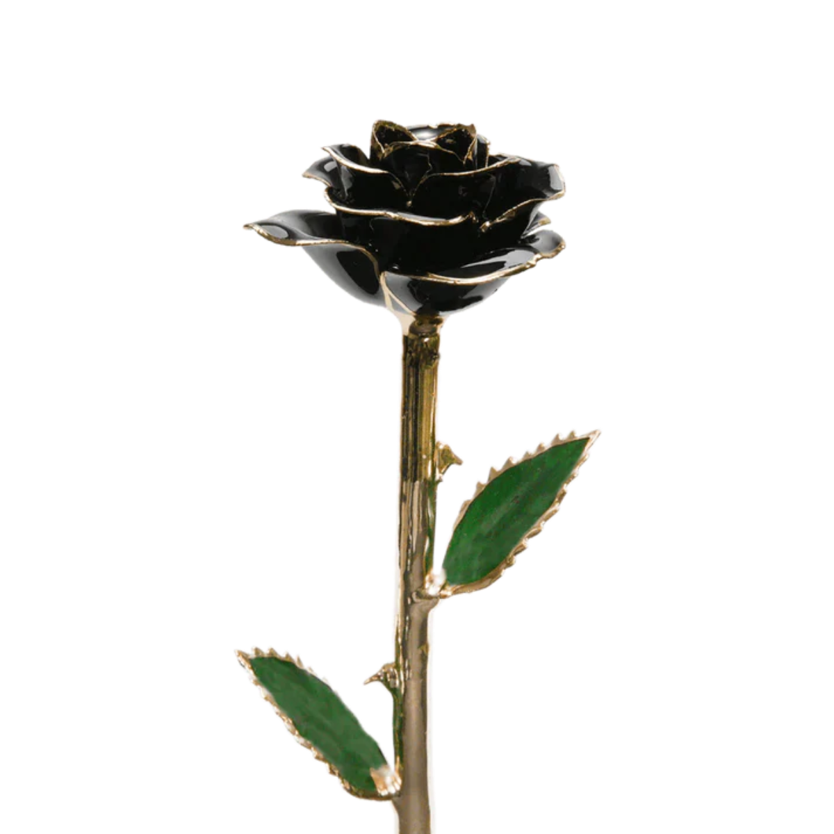 Black rose with gold stem on a white background