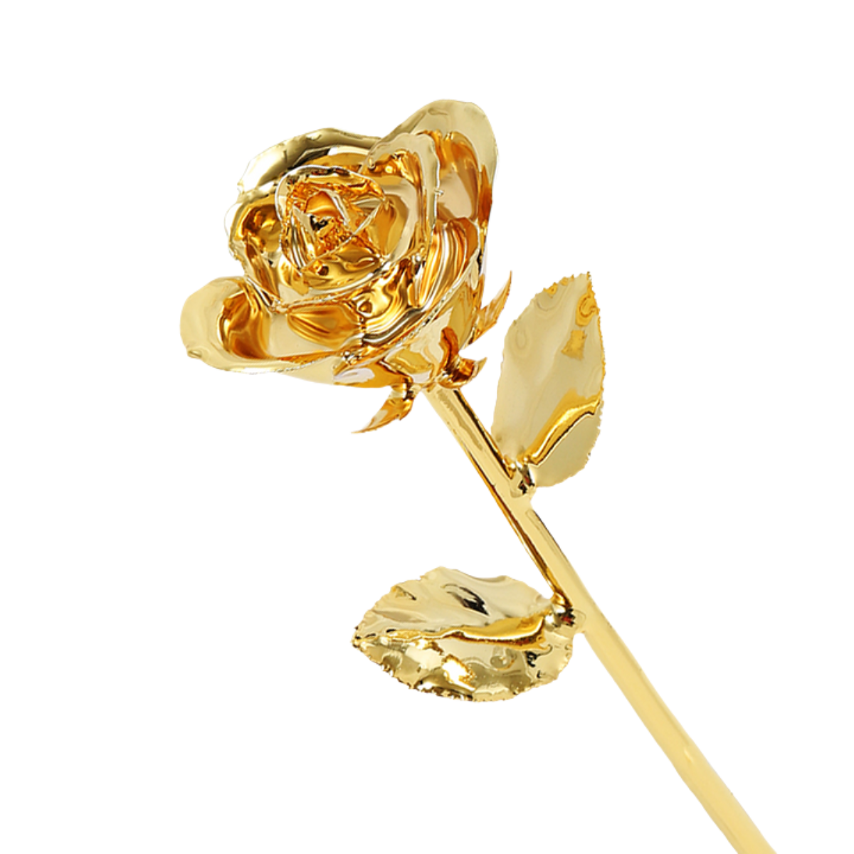 Gold rose on a white background
