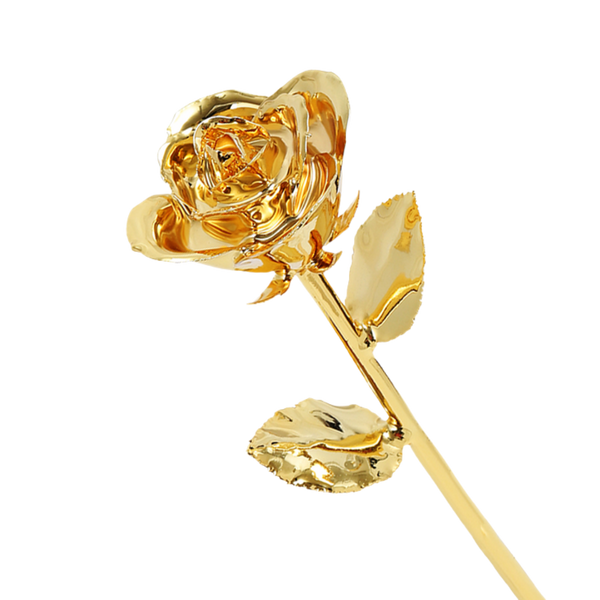 Gold rose on a white background